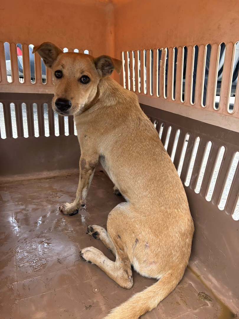 Tan adult female mixed-breed dog, Medium, shelter no. …2001