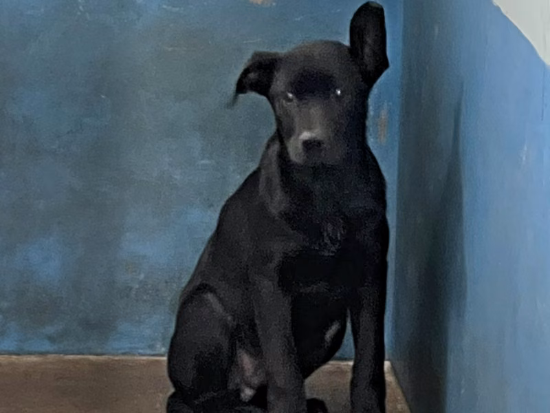 Black adult male mixed-breed dog, Medium, shelter no. …8003