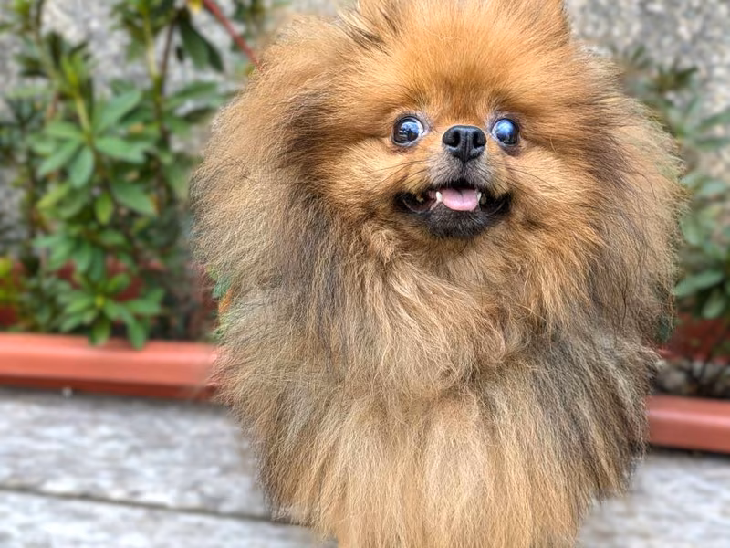 Brown adult female Pomeranian, Small, shelter no. …0002