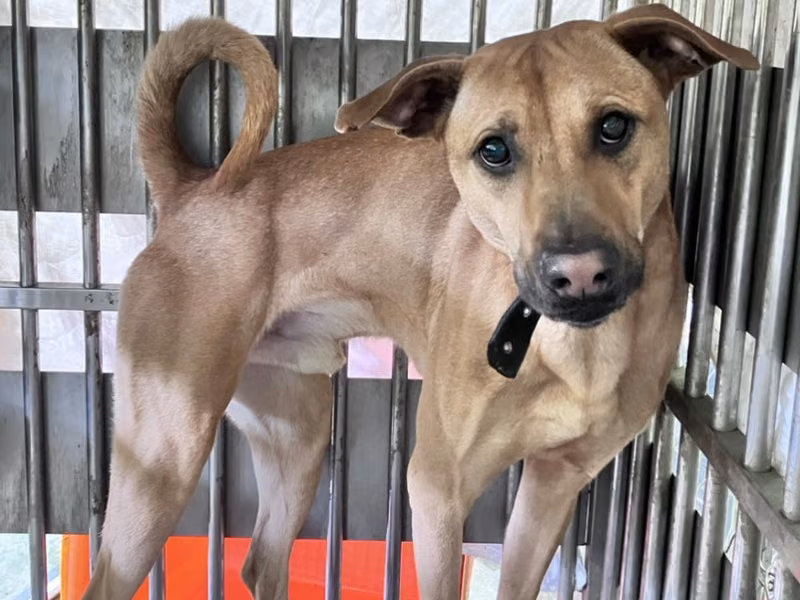 Black-and-tan adult male mixed-breed dog, Large, shelter no. …3005