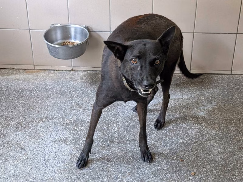Black adult female mixed-breed dog, Large, shelter no. …2212