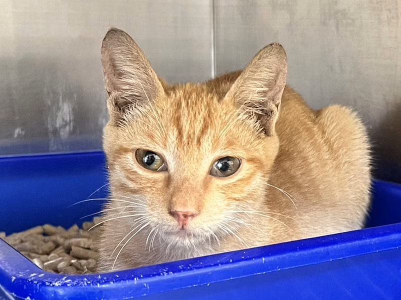 Orange tabby adult male mixed-breed cat, Medium, shelter no. …4004