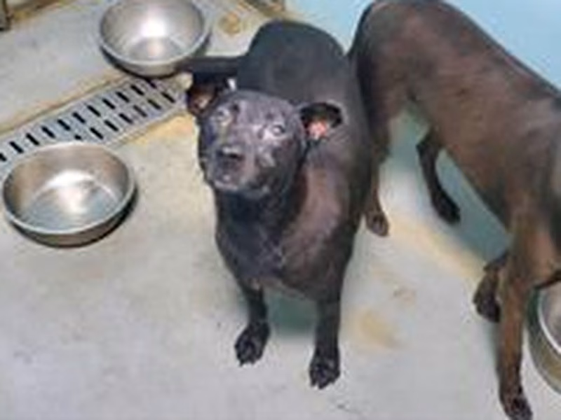 Black adult male mixed-breed dog, Medium, shelter no. …1003