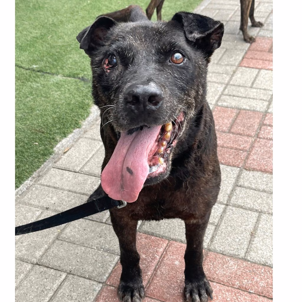 Black adult male mixed-breed dog, Medium, shelter no. …3-07