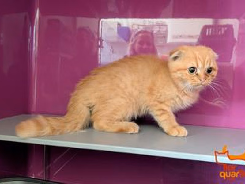 Tabby young male Scottish Fold, shelter no. …4114