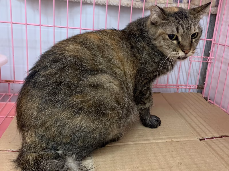 Tabby adult female mixed-breed cat, Small, shelter no. …2501