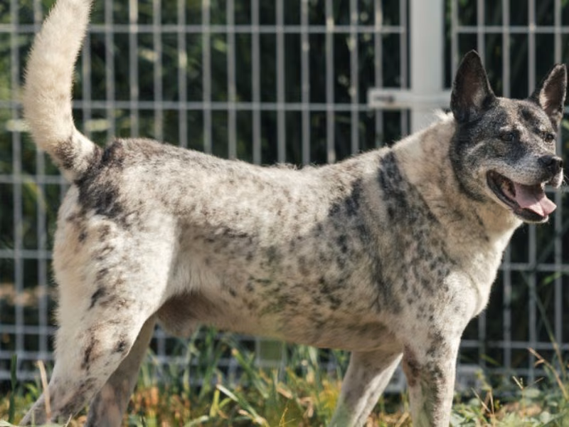 Black-and-white adult male mixed-breed dog, Large, shelter no. …3003