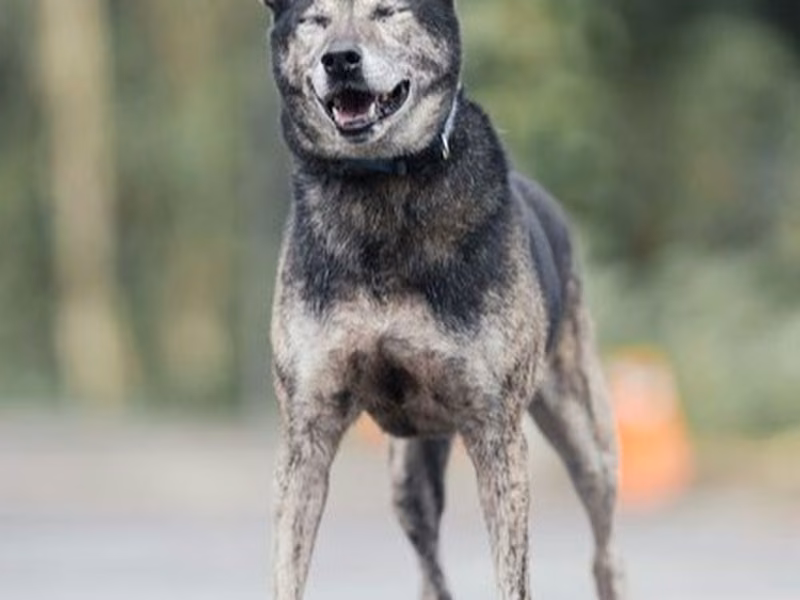 Black-and-tan adult male mixed-breed dog, Medium, shelter no. …4003