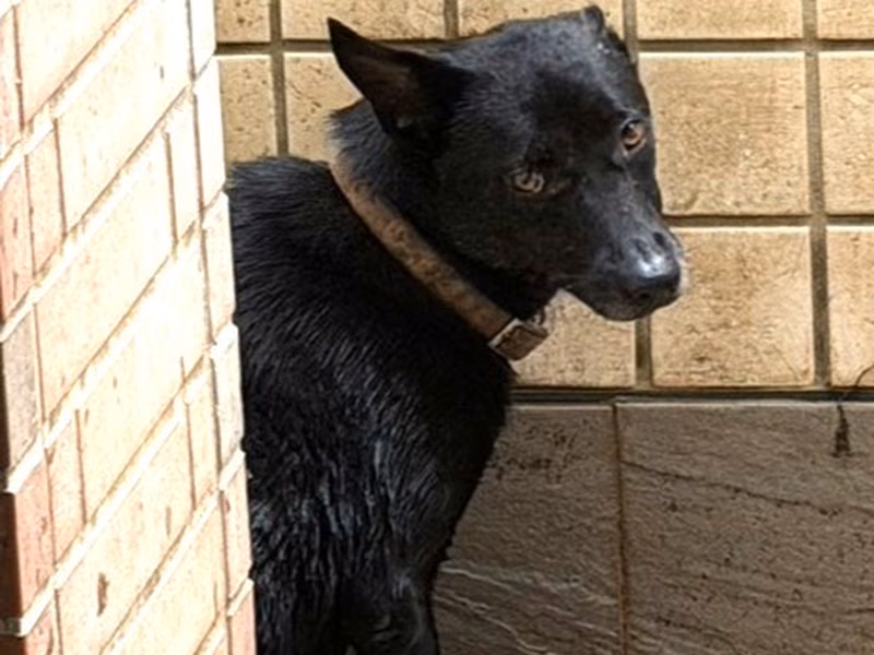 Black adult female mixed-breed dog, Large, shelter no. …1156