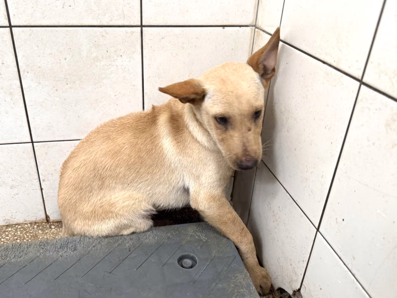 Tan young male mixed-breed dog, Small, shelter no. …30H1