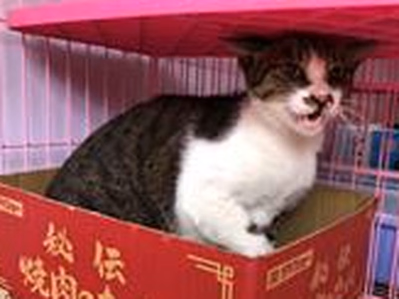 Tabby-and-white adult male mixed-breed cat, Medium, shelter no. …2103
