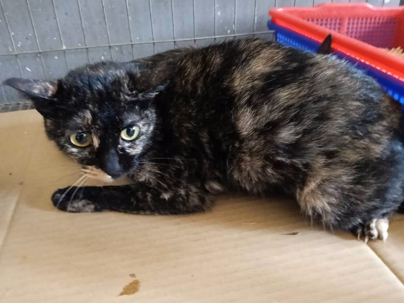 Adult female mixed-breed cat, Medium, shelter no. …8001