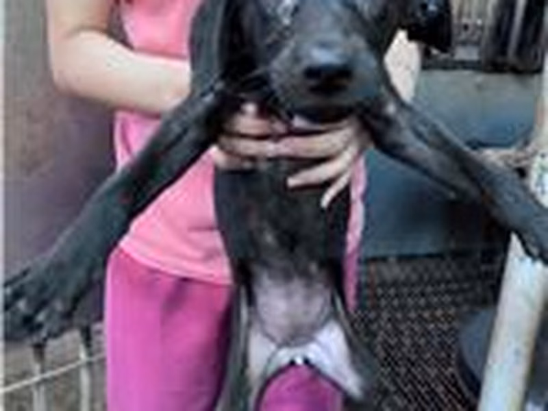 Black young female mixed-breed dog, Medium, shelter no. …6001