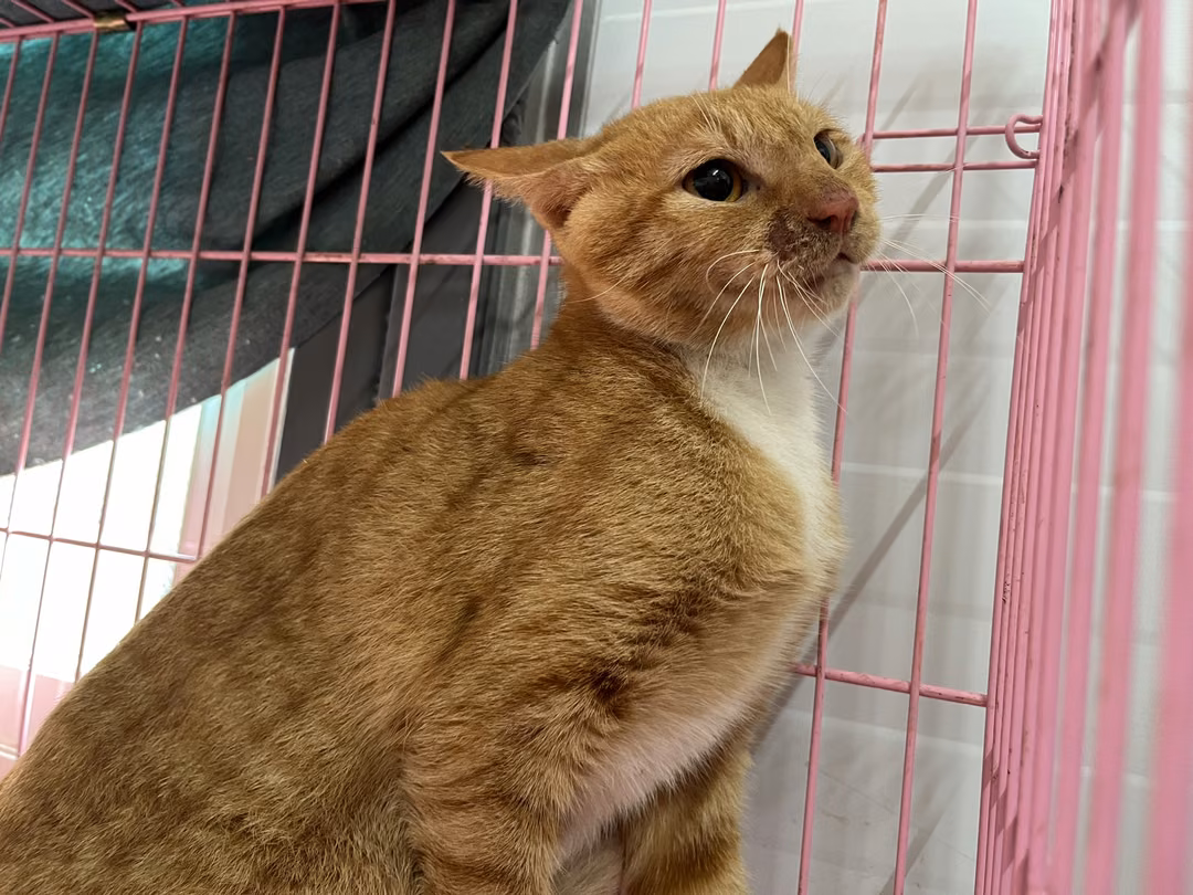 Orange-and-white young female mixed-breed cat, Medium, shelter no. …2503