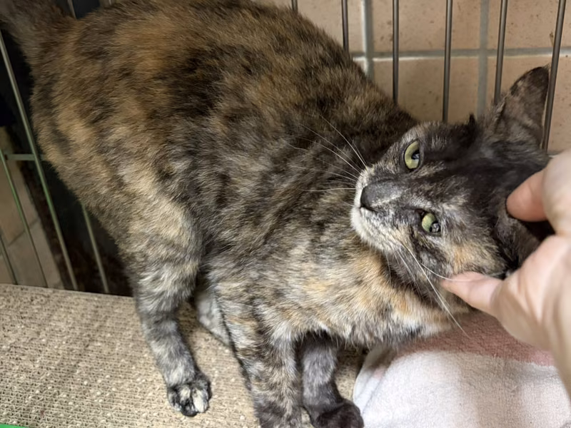 Young female mixed-breed cat, Medium, shelter no. …3001
