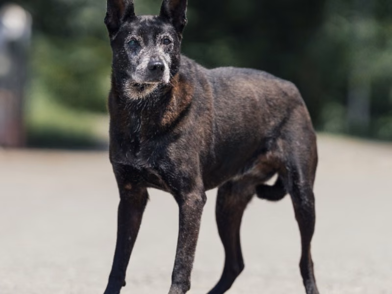 Black adult female mixed-breed dog, Medium, shelter no. …2507
