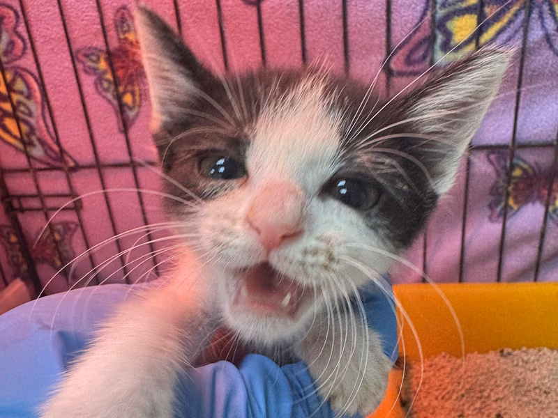 Black-and-white young female mixed-breed cat, Small, shelter no. …7008