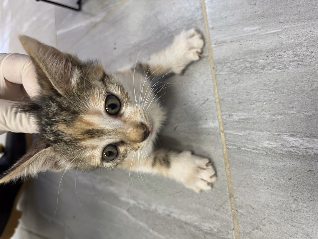Calico young female mixed-breed cat, Small, shelter no. …6010