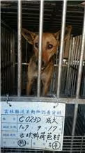 Tan adult female mixed-breed dog, Large, shelter no. …023D