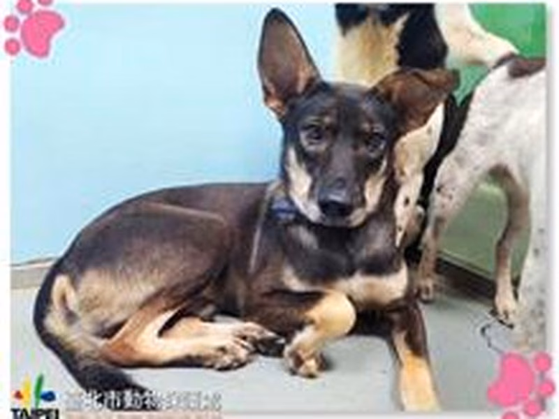 Brown-and-black adult male mixed-breed dog, Medium, shelter no. …2005