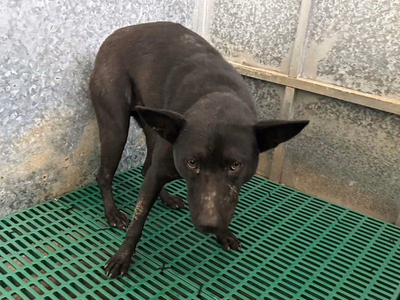 Black adult female mixed-breed dog, Large, shelter no. …1015