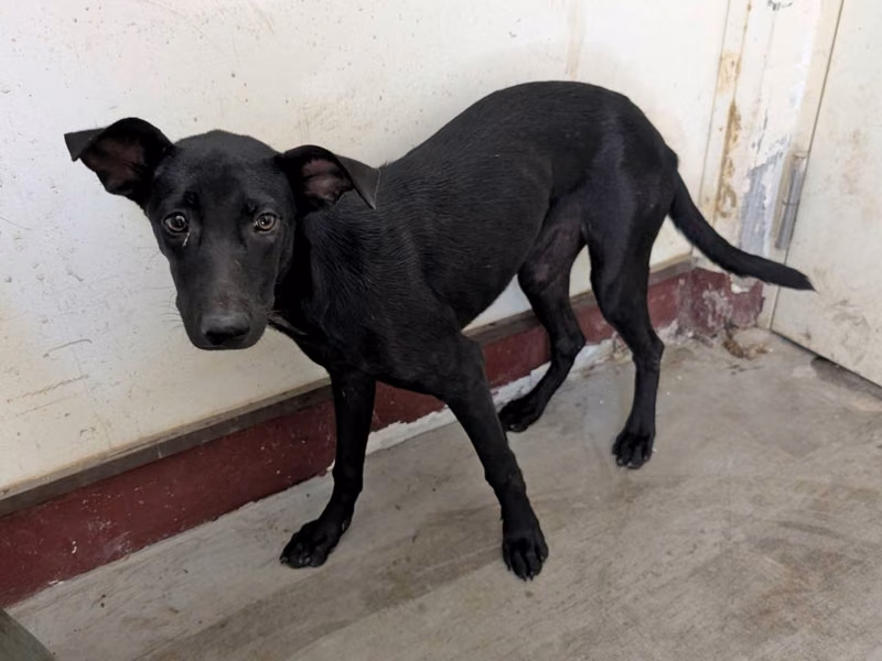 Black adult female mixed-breed dog, Large, shelter no. …2014