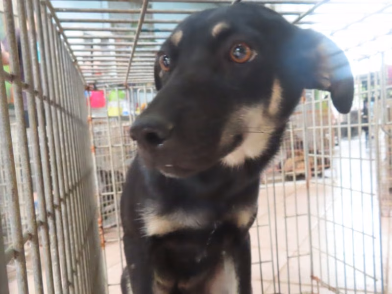 Black-and-tan adult female mixed-breed dog, Medium, shelter no. …0-24