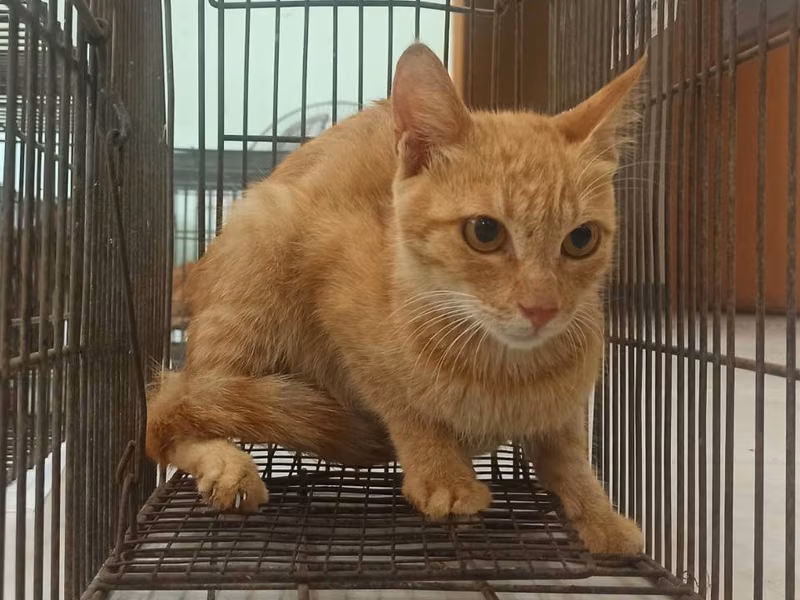 Orange tabby adult female mixed-breed cat, Small, shelter no. …3C08