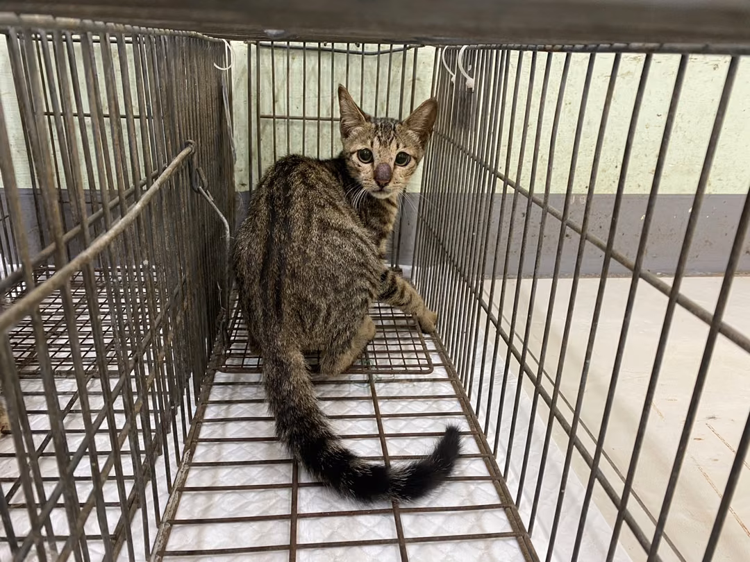 Adult male mixed-breed cat, Small, shelter no. …1C01