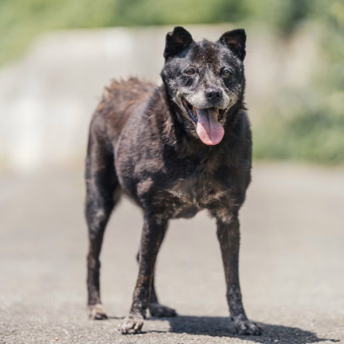 Black adult male mixed-breed dog, Medium, shelter no. …2702