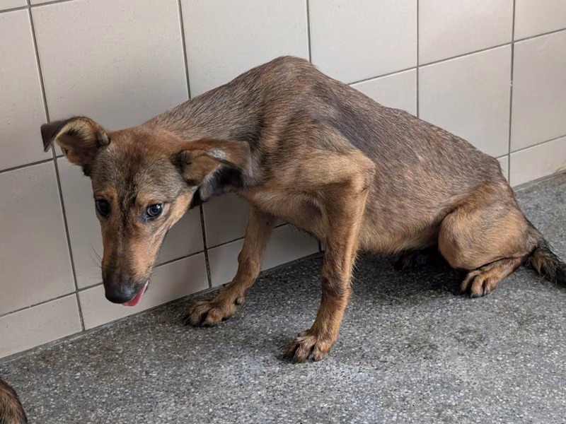 Tan adult female mixed-breed dog, Large, shelter no. …0112