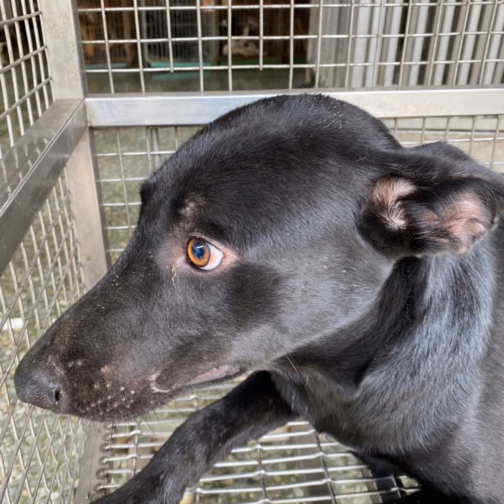 Black adult male mixed-breed dog, Medium, shelter no. …7-05
