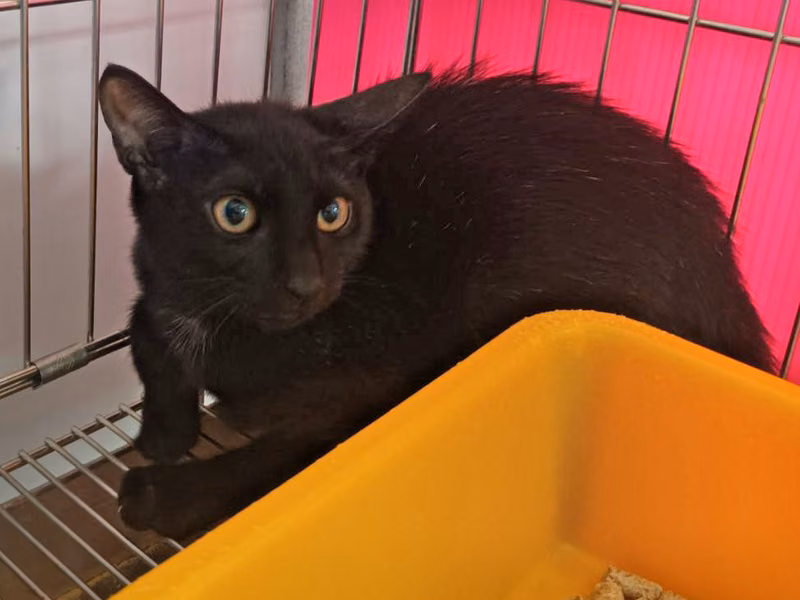 Black young female mixed-breed cat, Small, shelter no. …2902
