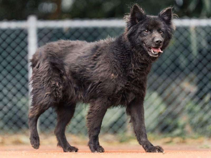 ミックス犬（オス・成犬・黒）、小型, 施設番号 …2905