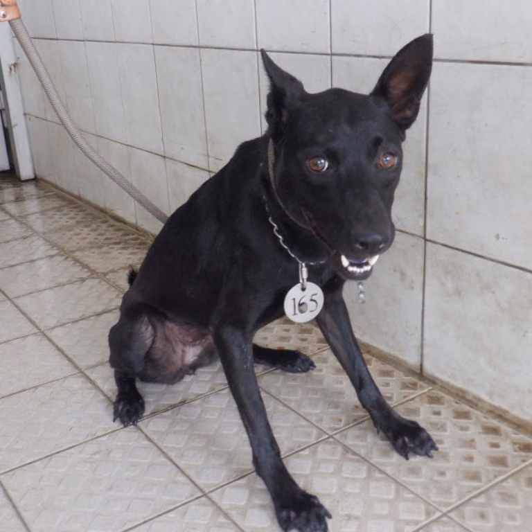 Black adult female mixed-breed dog, Medium, shelter no. …6165