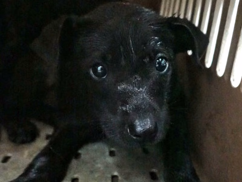 Black young male mixed-breed dog, Medium, shelter no. …0210