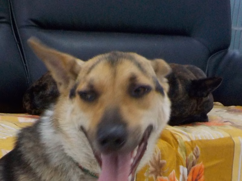 Calico adult male mixed-breed dog, Medium, shelter no. …6634