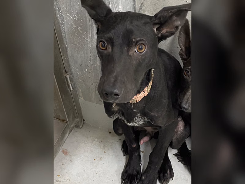 Perro mestizo macho adulto (negro), Mediano, refugio n.º …7001