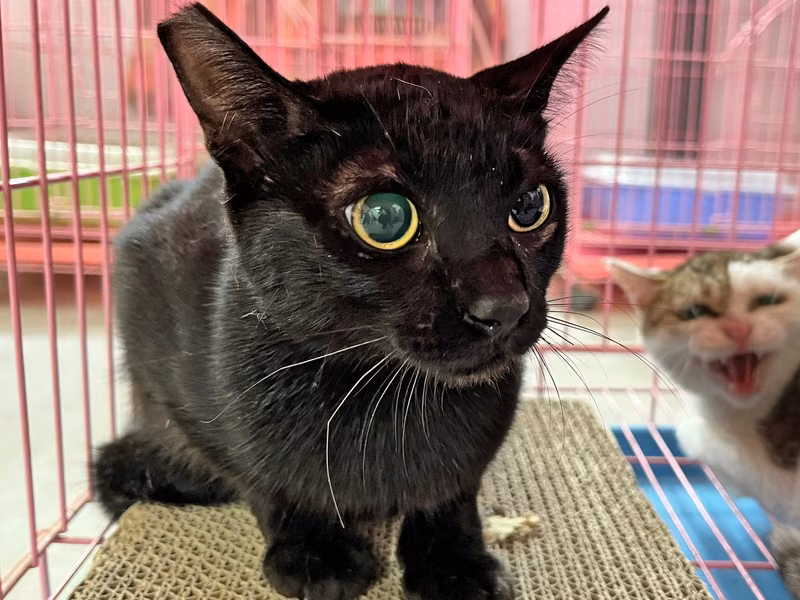Black adult female mixed-breed cat, Medium, shelter no. …1504