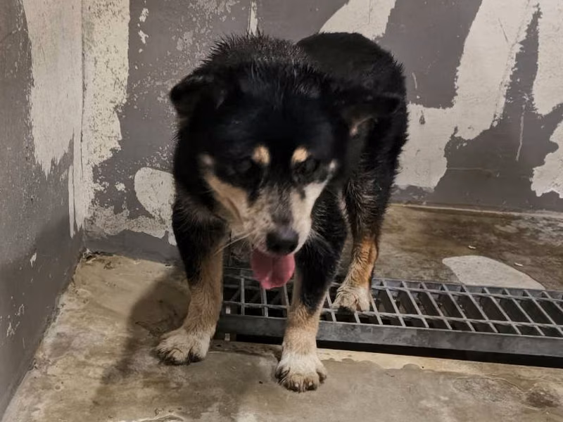 Black-and-tan adult male mixed-breed dog, Medium, shelter no. …7003