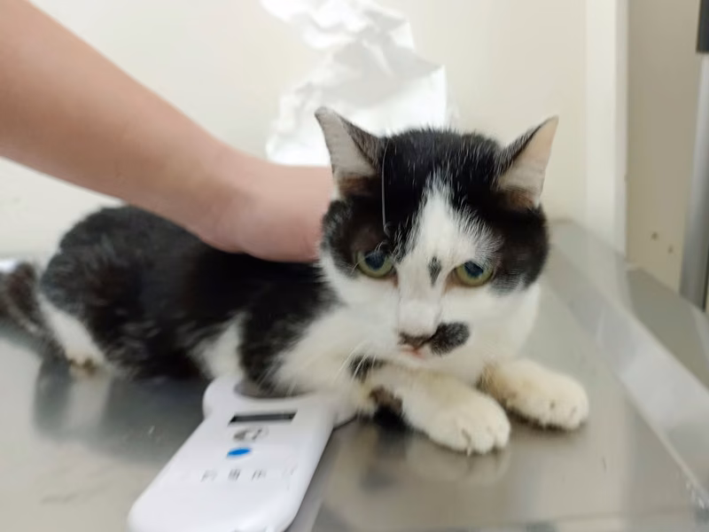 Black-and-white adult female mixed-breed cat, Medium, shelter no. …2002