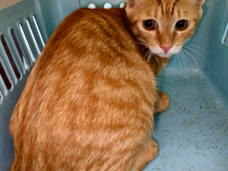 Adult female mixed-breed cat, Medium, shelter no. …3005