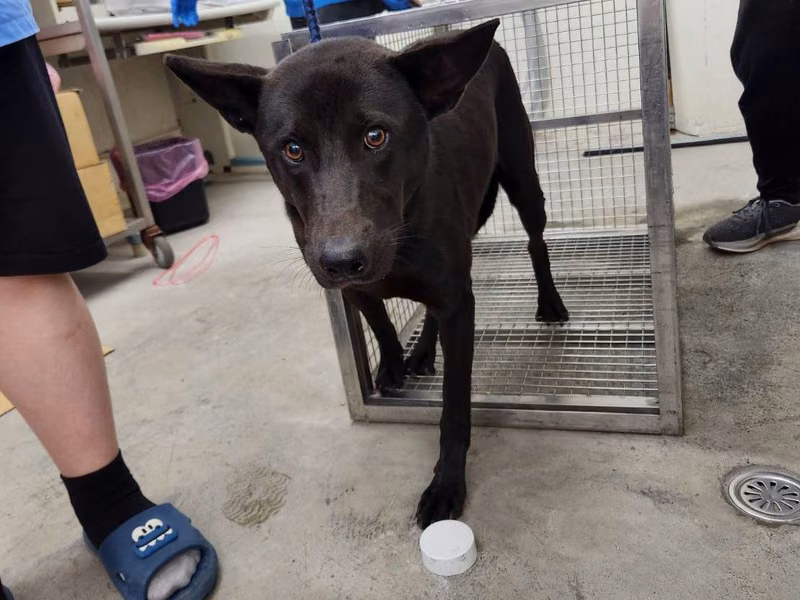 Black adult female mixed-breed dog, Medium, shelter no. …1009