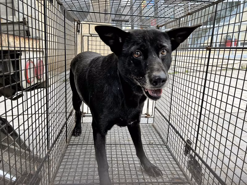 Black adult female mixed-breed dog, Medium, shelter no. …0004