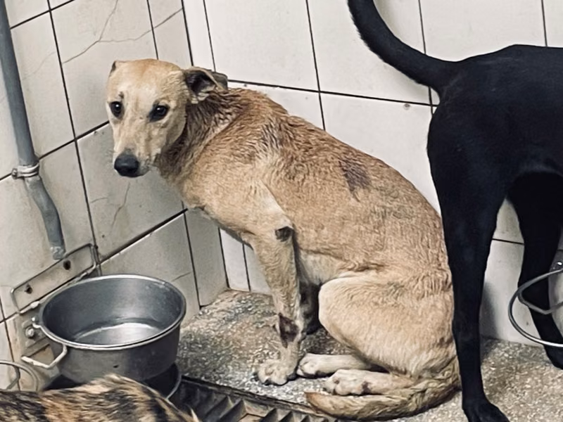 Tan adult female mixed-breed dog, Large, shelter no. …3A25