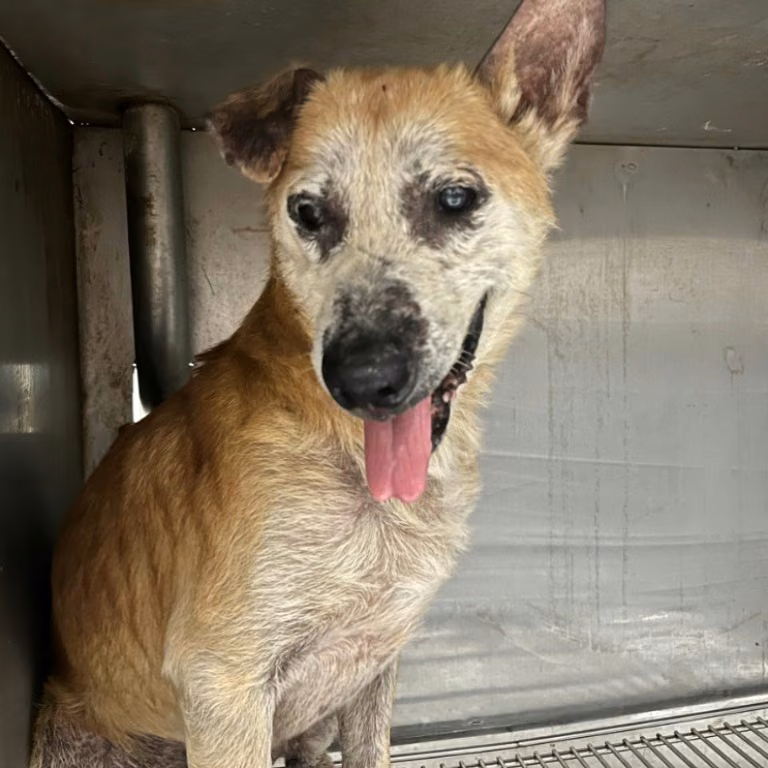 Tan adult male mixed-breed dog, Medium, shelter no. …1202