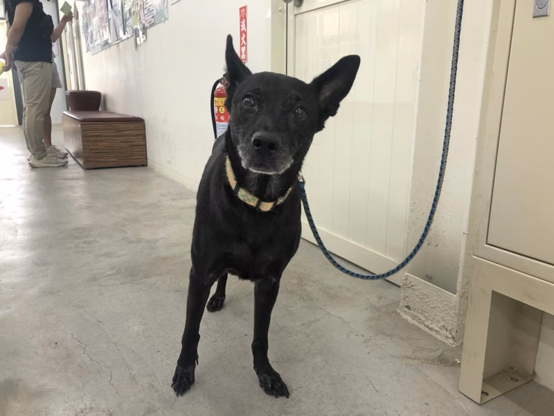 Black adult female mixed-breed dog, Medium, shelter no. …1702