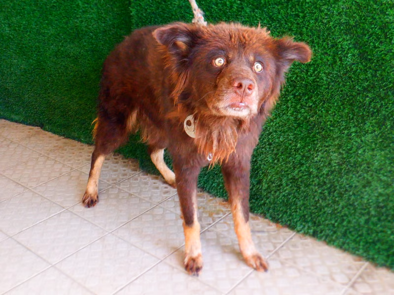 Brown adult male mixed-breed dog, Medium, shelter no. …7219