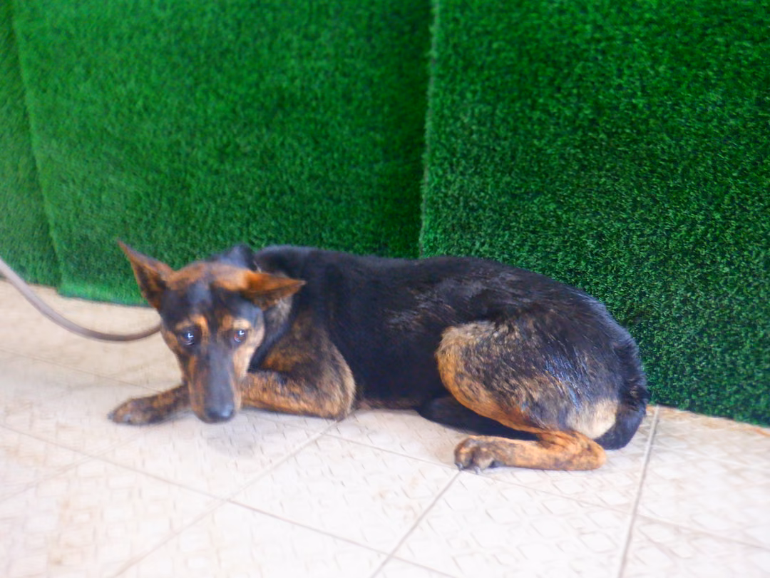 Black-and-brown adult female mixed-breed dog, Medium, shelter no. …6804