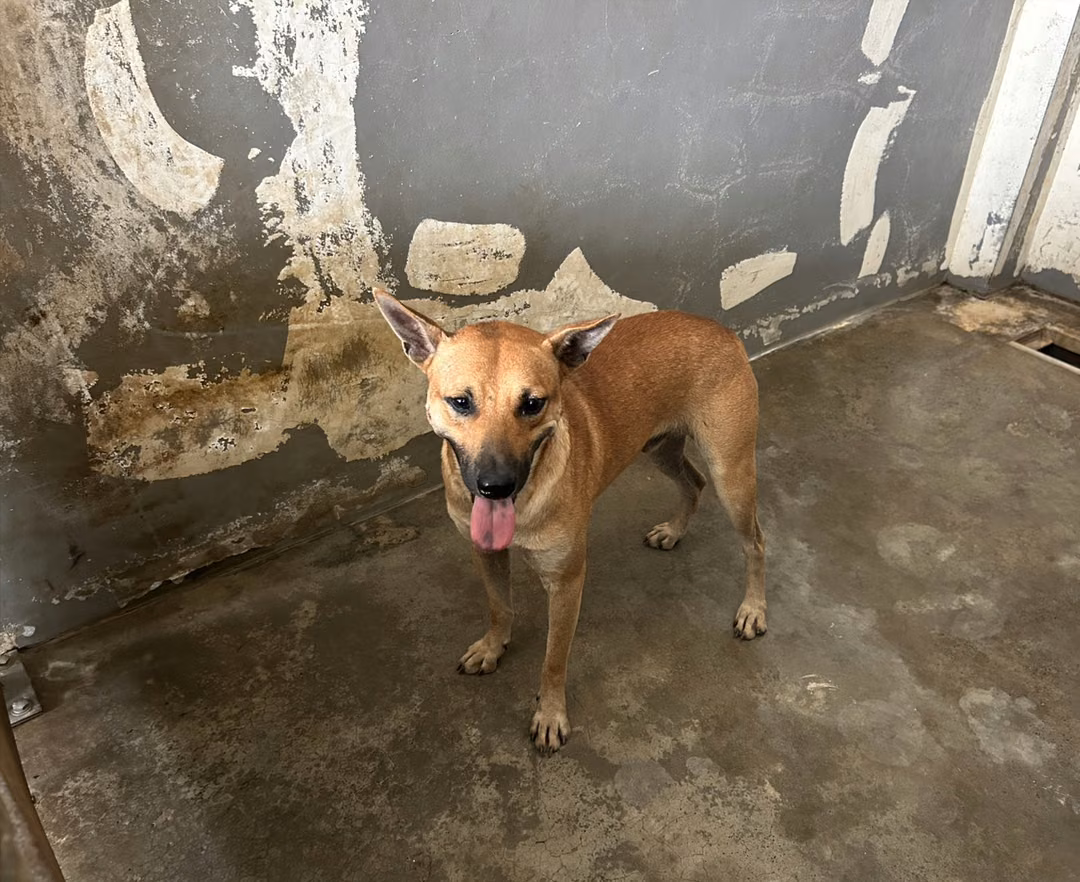 Tan adult male mixed-breed dog, Medium, shelter no. …2002